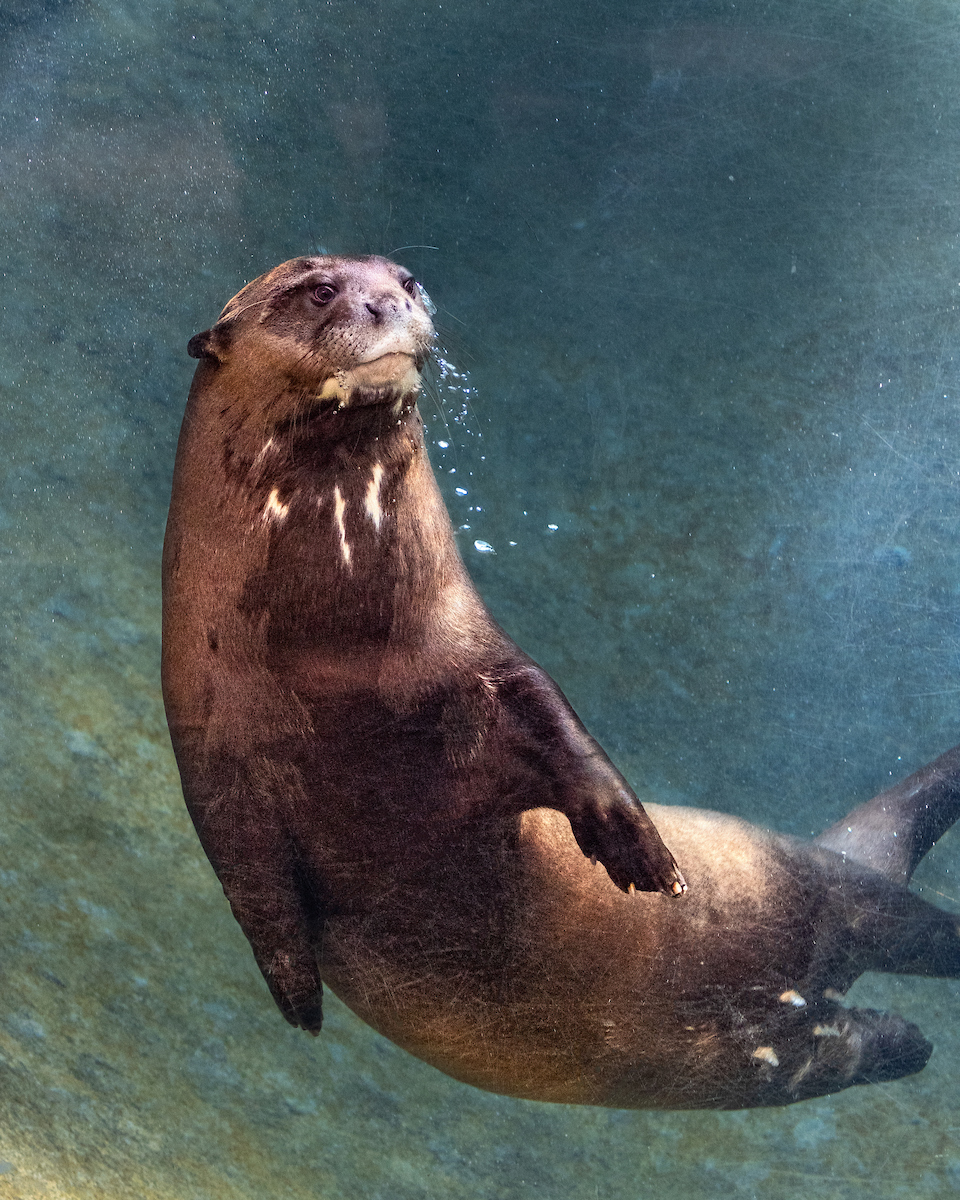 Giant Otter - Los Angeles Zoo and Botanical Gardens