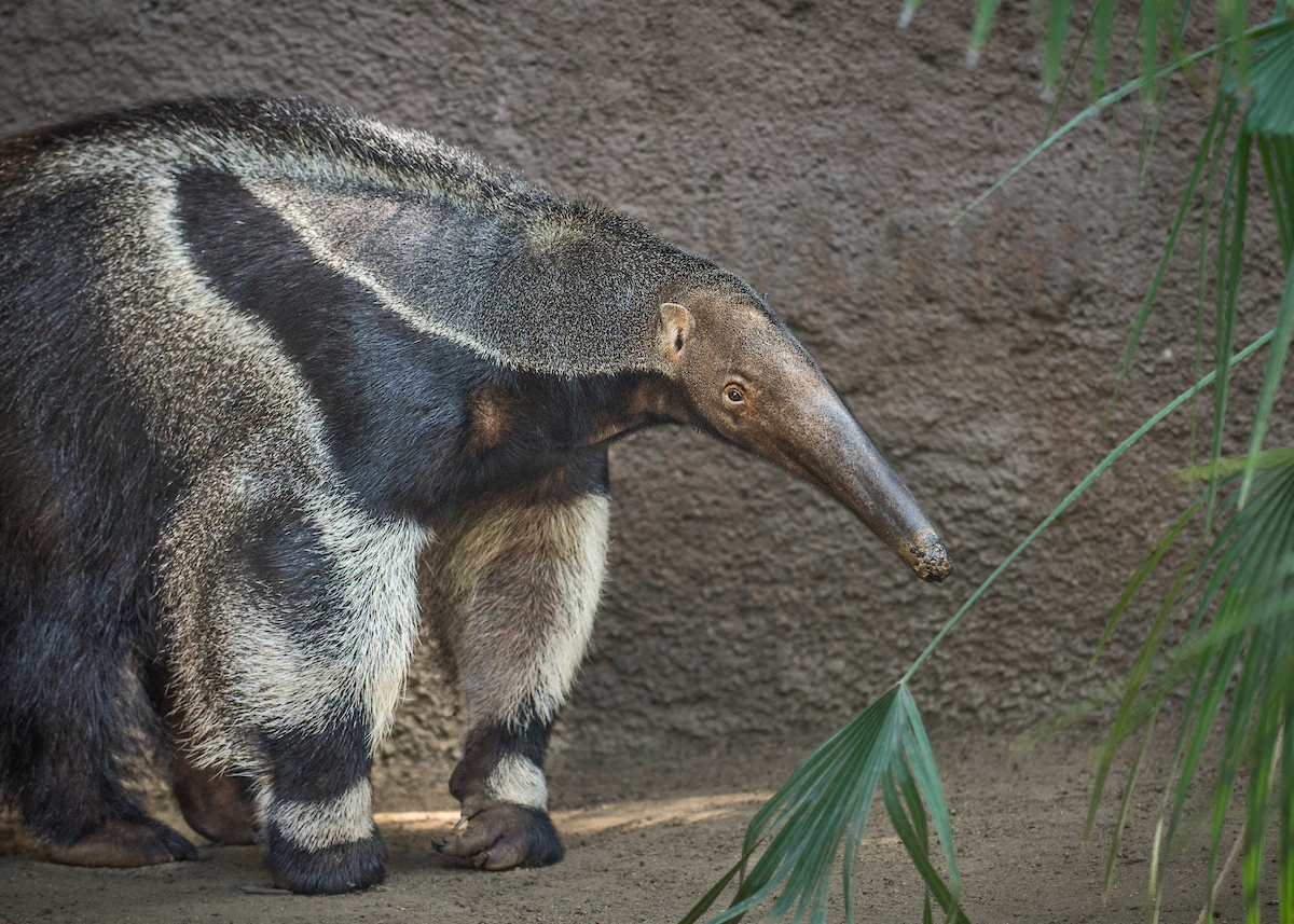 side view of an anteater with an elongated snout and brown and tan fur standing in a zoo enclosure