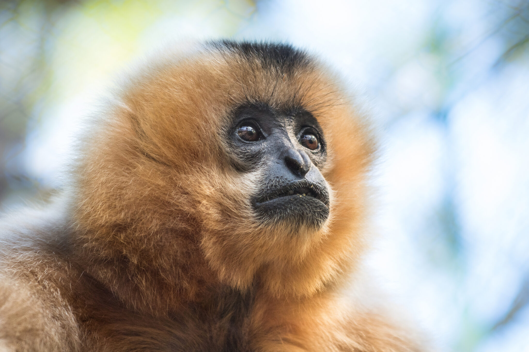 Buff-Cheeked Gibbon - Los Angeles Zoo and Botanical Gardens