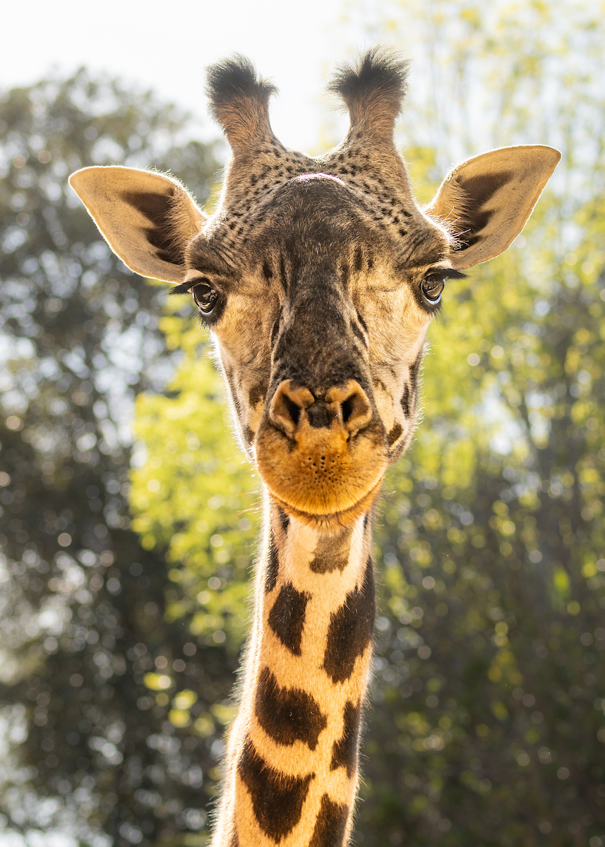 Masai Giraffe - Los Angeles Zoo and Botanical Gardens