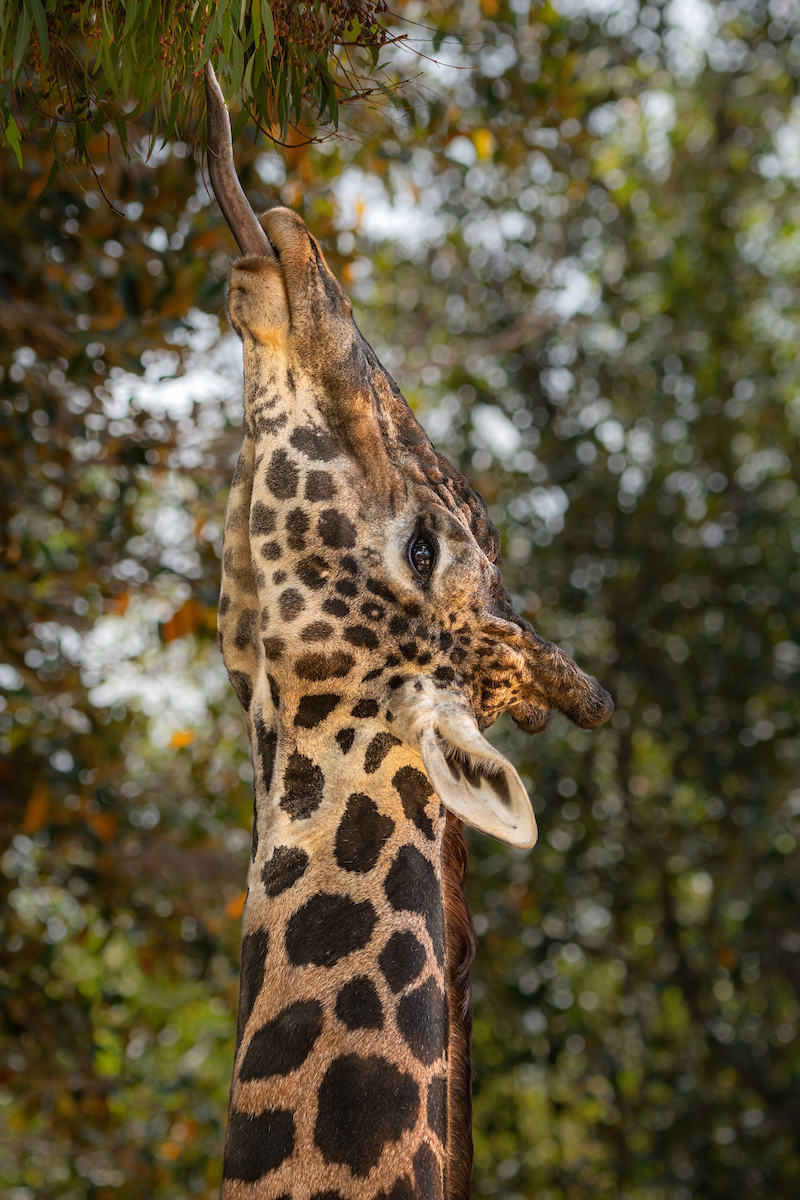 A giraffe with its head upturned eating leaves