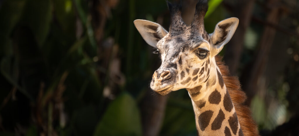 Masai Giraffe - Los Angeles Zoo And Botanical Gardens