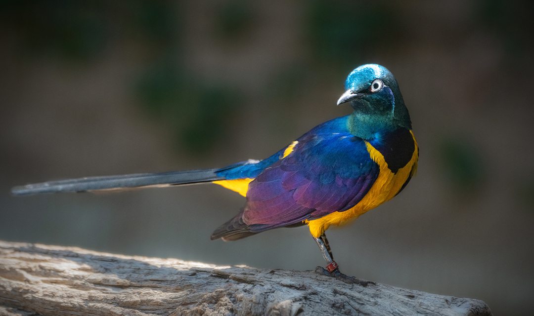 Golden-breasted Starling - Los Angeles Zoo and Botanical Gardens