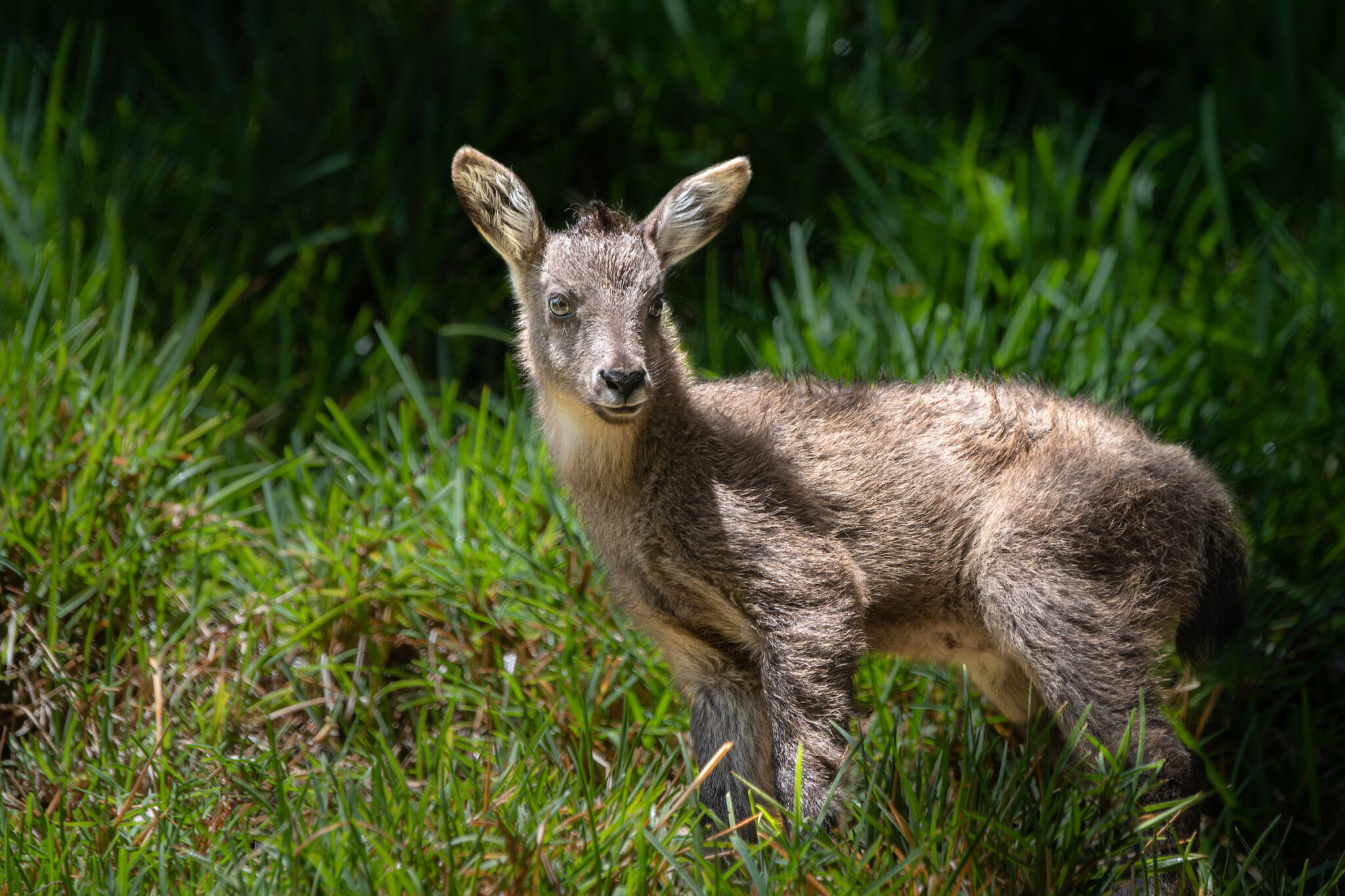 Chinese Goral - Los Angeles Zoo and Botanical Gardens