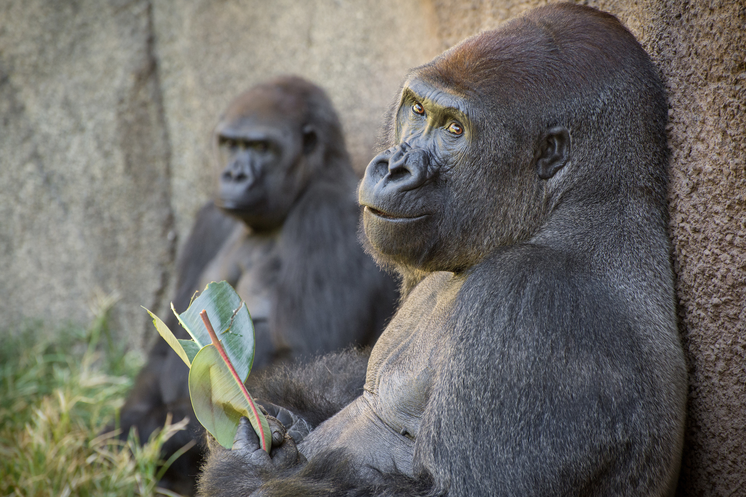 Western Lowland Gorilla - Los Angeles Zoo and Botanical Gardens