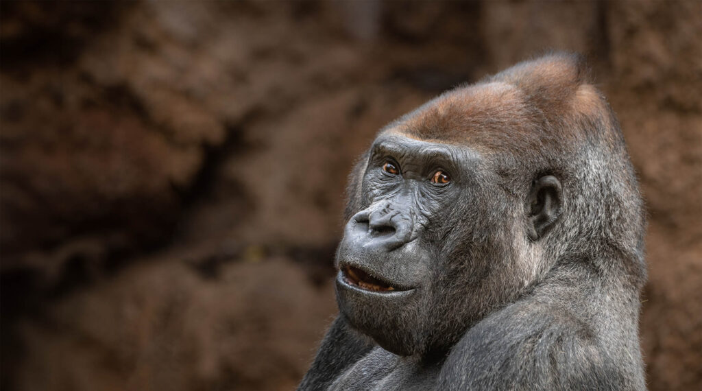 A Western Lowland Gorilla relaxes