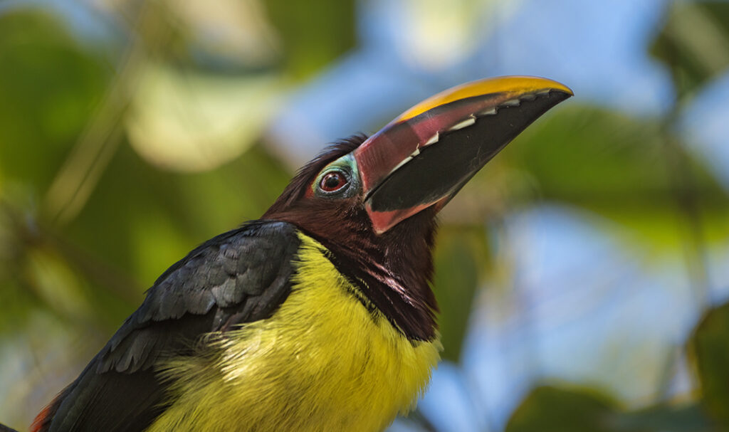 Birds - Los Angeles Zoo and Botanical Gardens