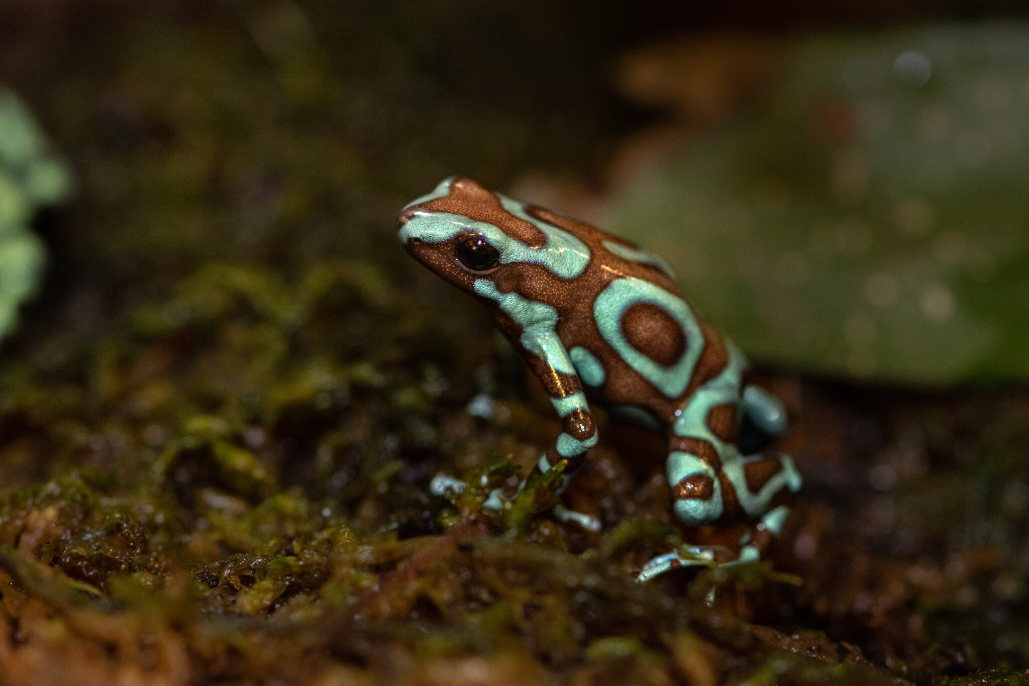 Poison Frogs - Los Angeles Zoo and Botanical Gardens