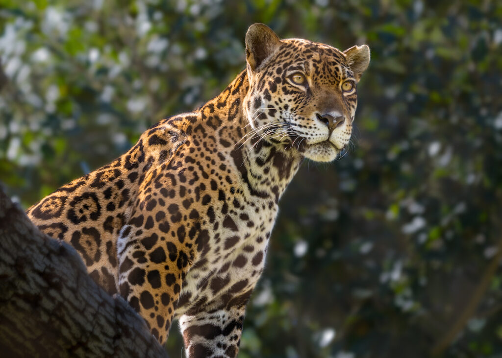 a female jaguar stares into the distance