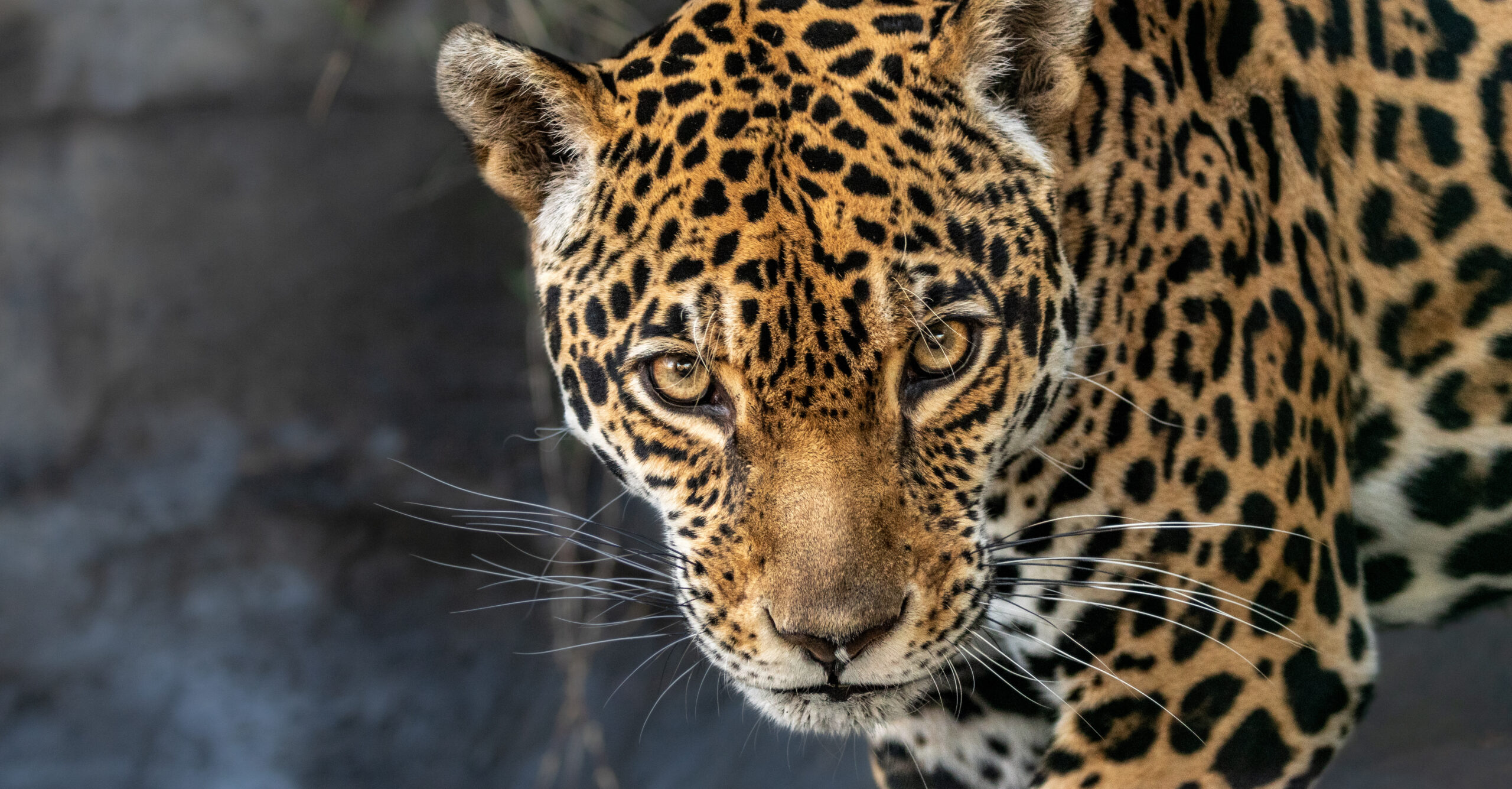 jaguars are common mascots