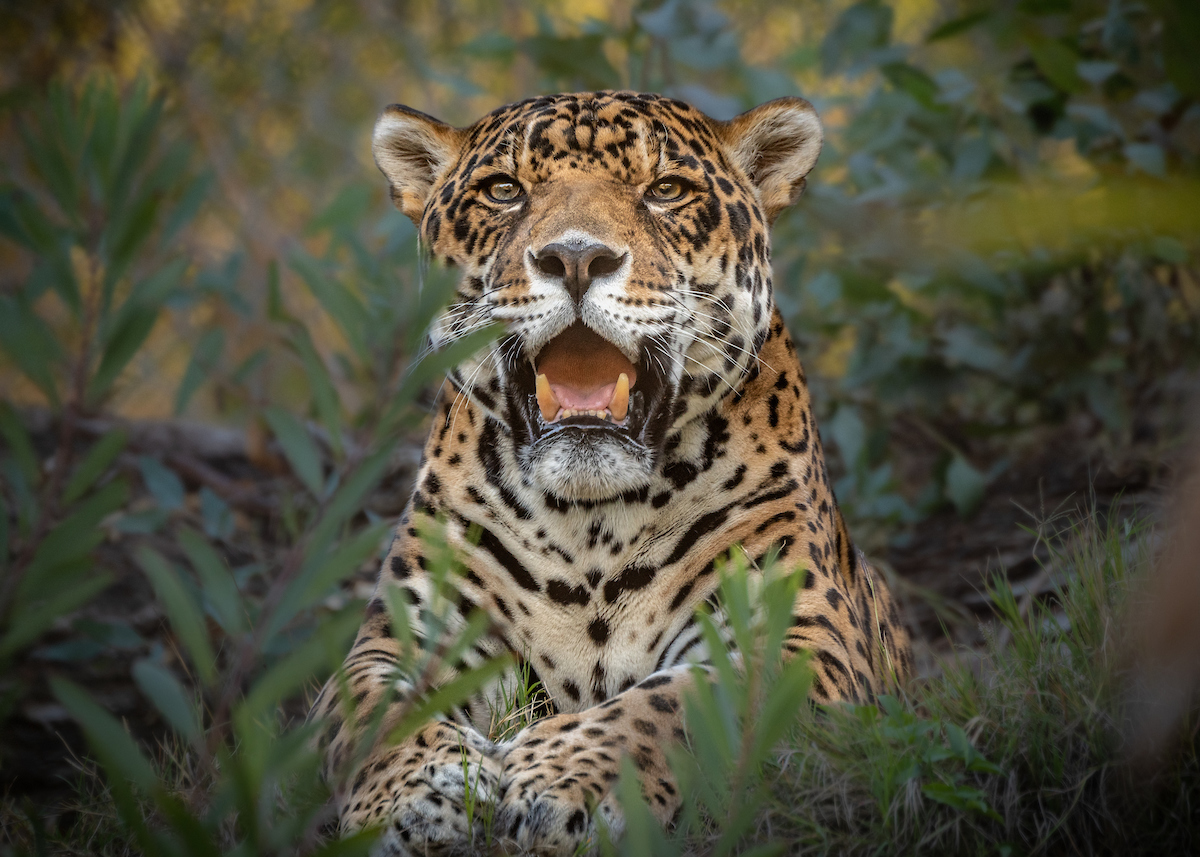 A jaguar at rest, surrounded by foliage with its mouth open