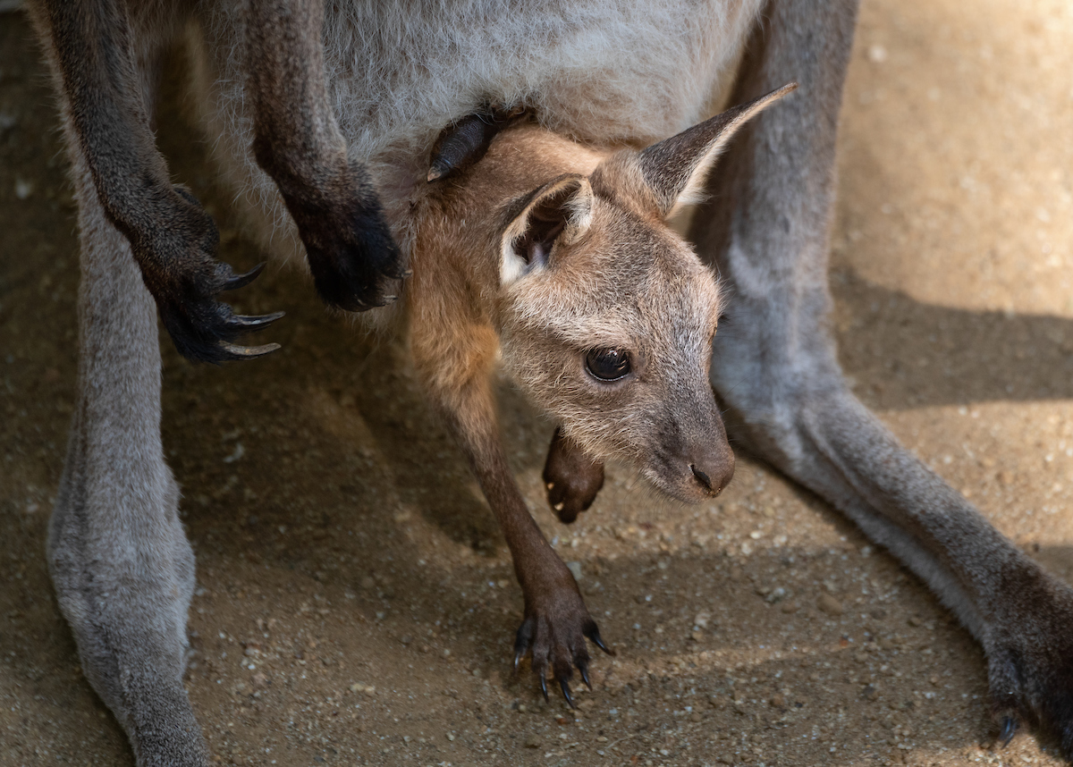 A close up of a kangaroo joey's head peeking out of its mother's pouch