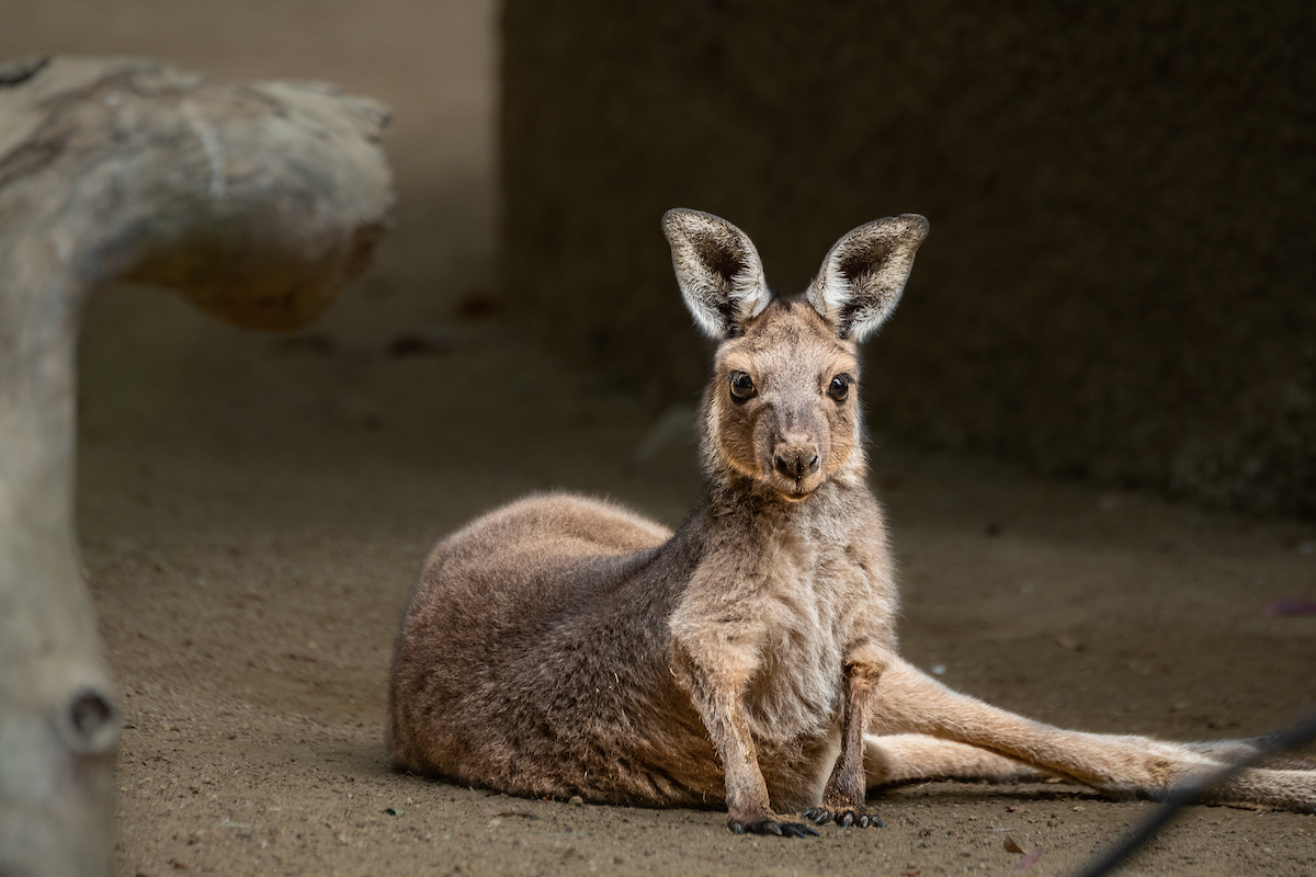 A kangaroo props itself up on the ground with its front legs and stares at the camera