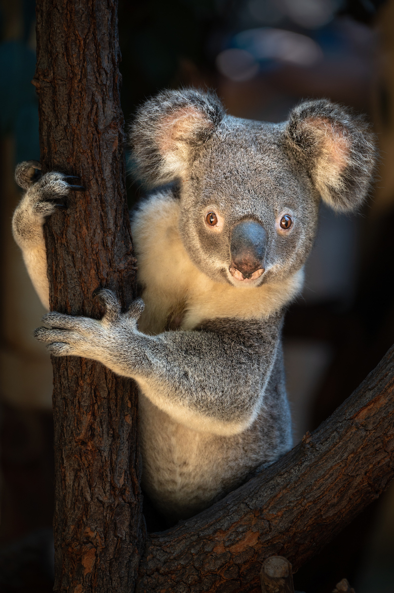 Koala - Los Angeles Zoo and Botanical Gardens