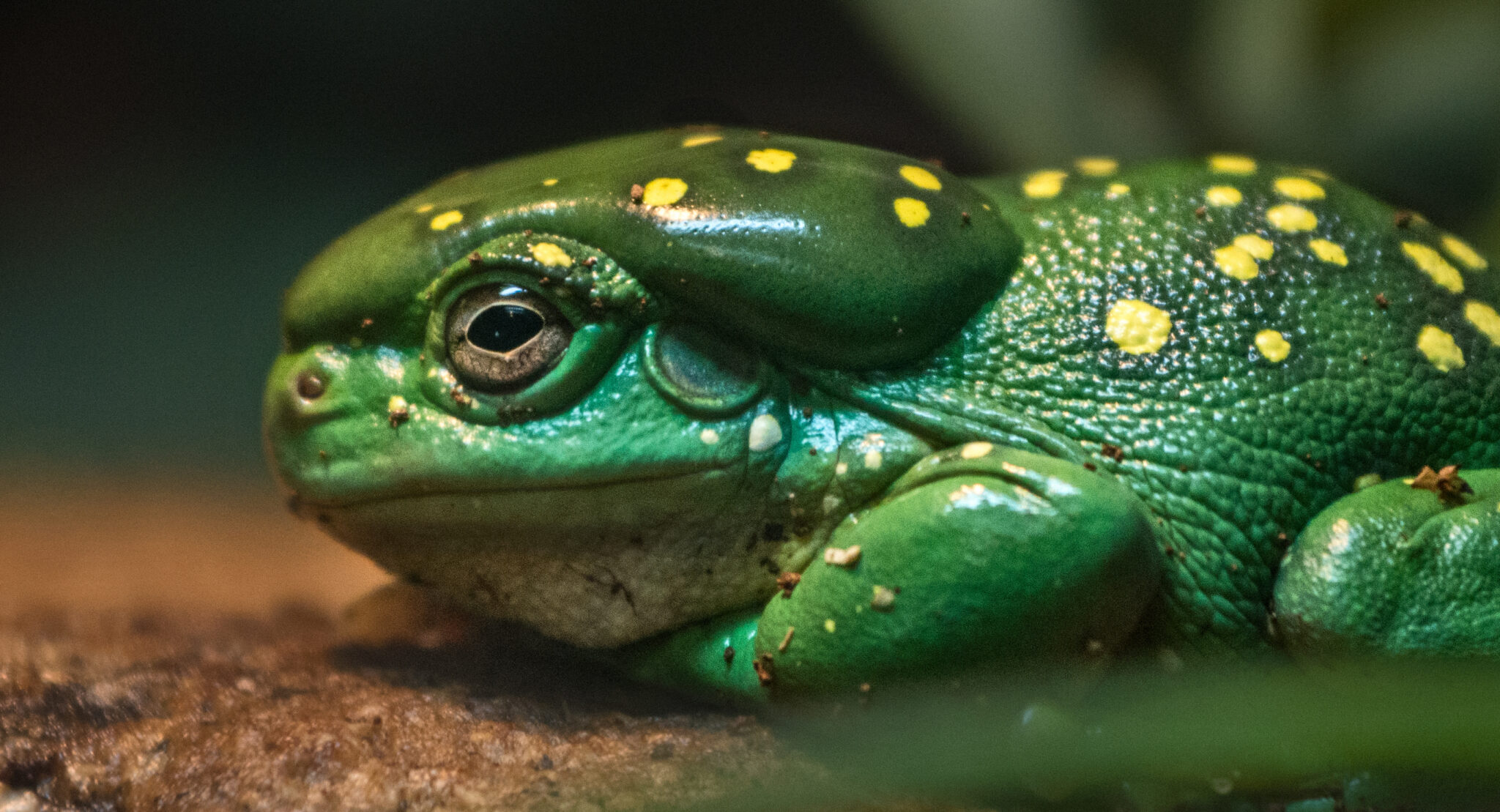 Magnificent Tree Frog - Los Angeles Zoo and Botanical Gardens