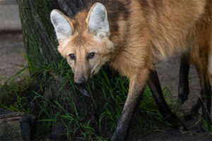 L.A. Zoo's female maned wolf