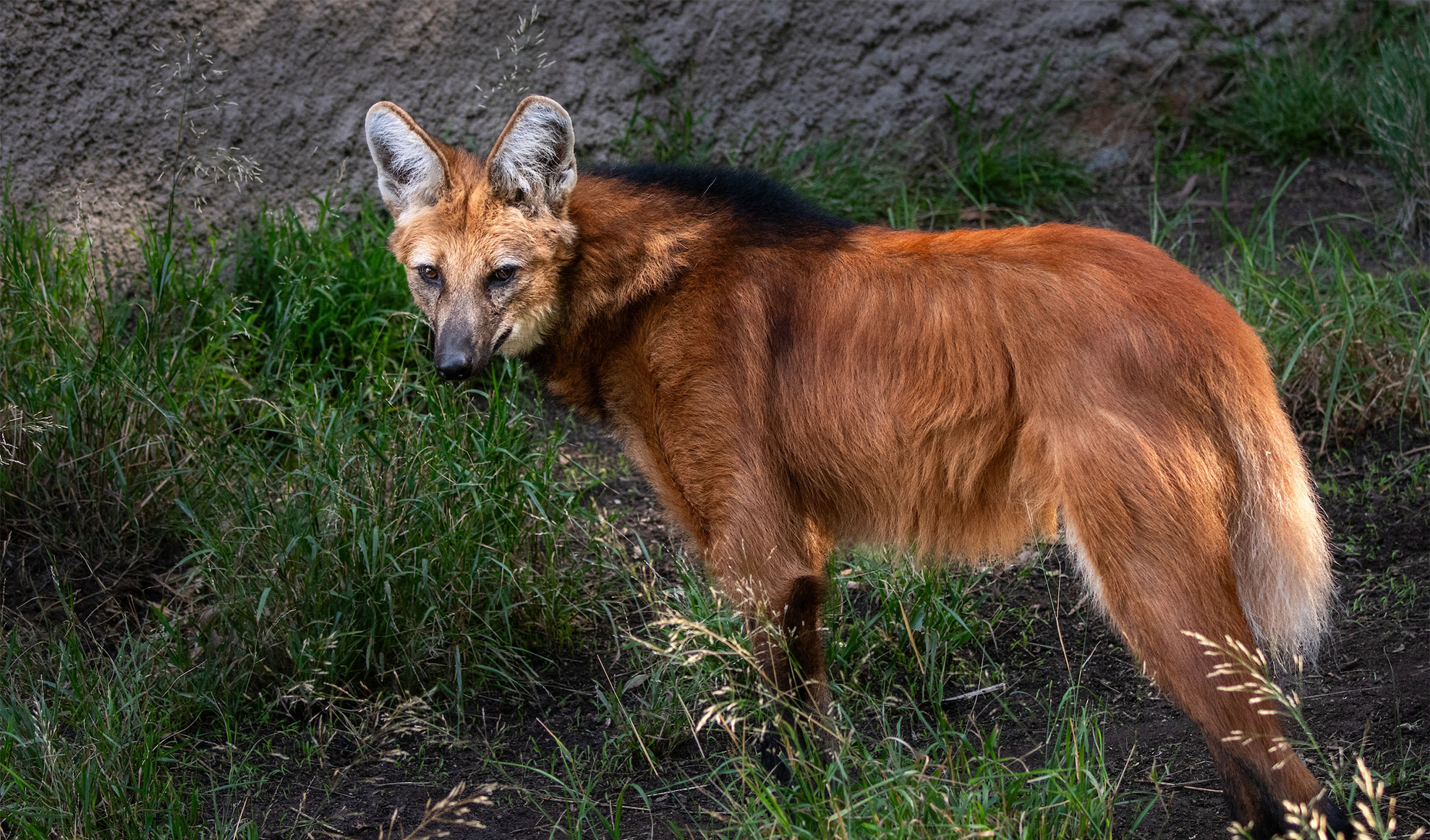 Maned Wolf at the LA Zoo