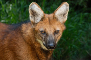 L.A. Zoo's male maned wolf