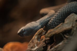 A mangrove pit-viper perched waiting for a meal.