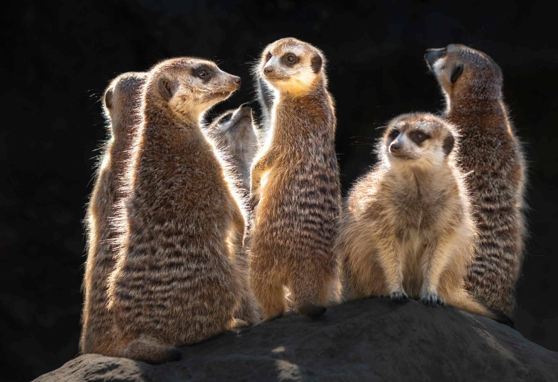 A group of meerkats on a rock catching the morning sun