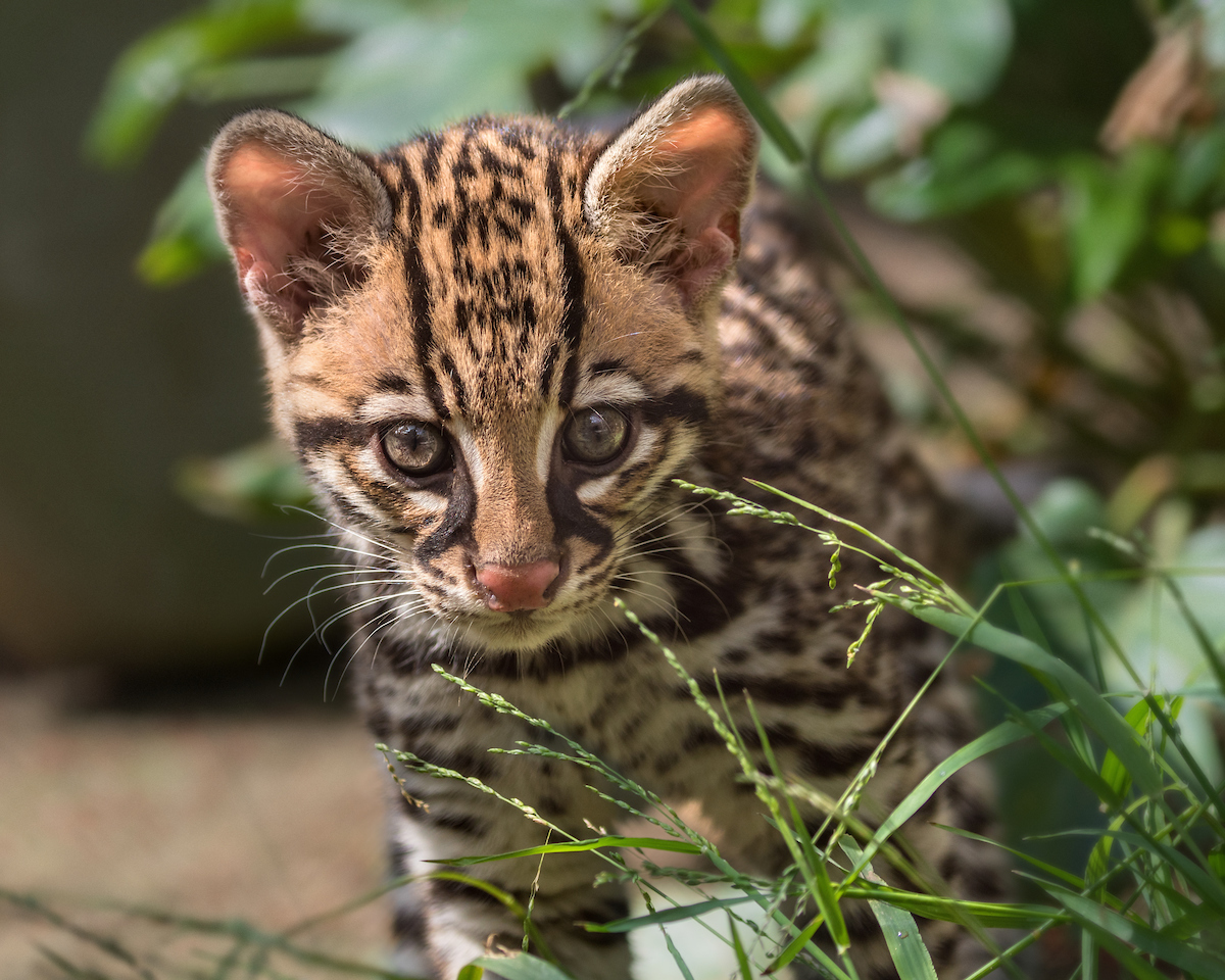 ocelot kitten standing still behind some plants