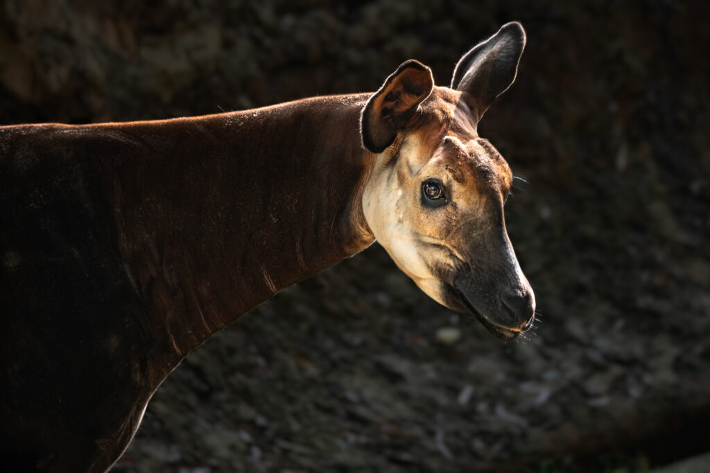 Okapi - Los Angeles Zoo and Botanical Gardens