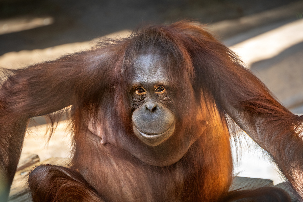 a juvenile female orangutan sitting on a wood platform and looking at the camera
