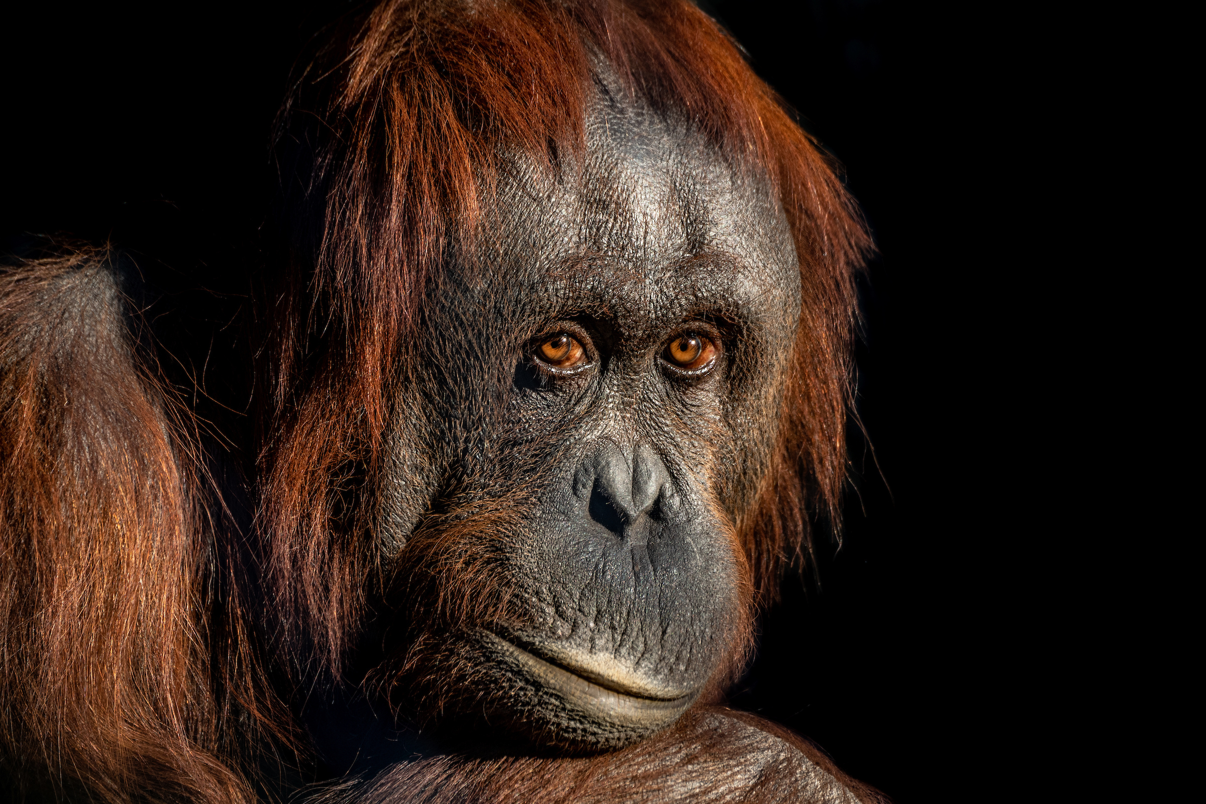 a portrait of female orangutan Rosie against a black background