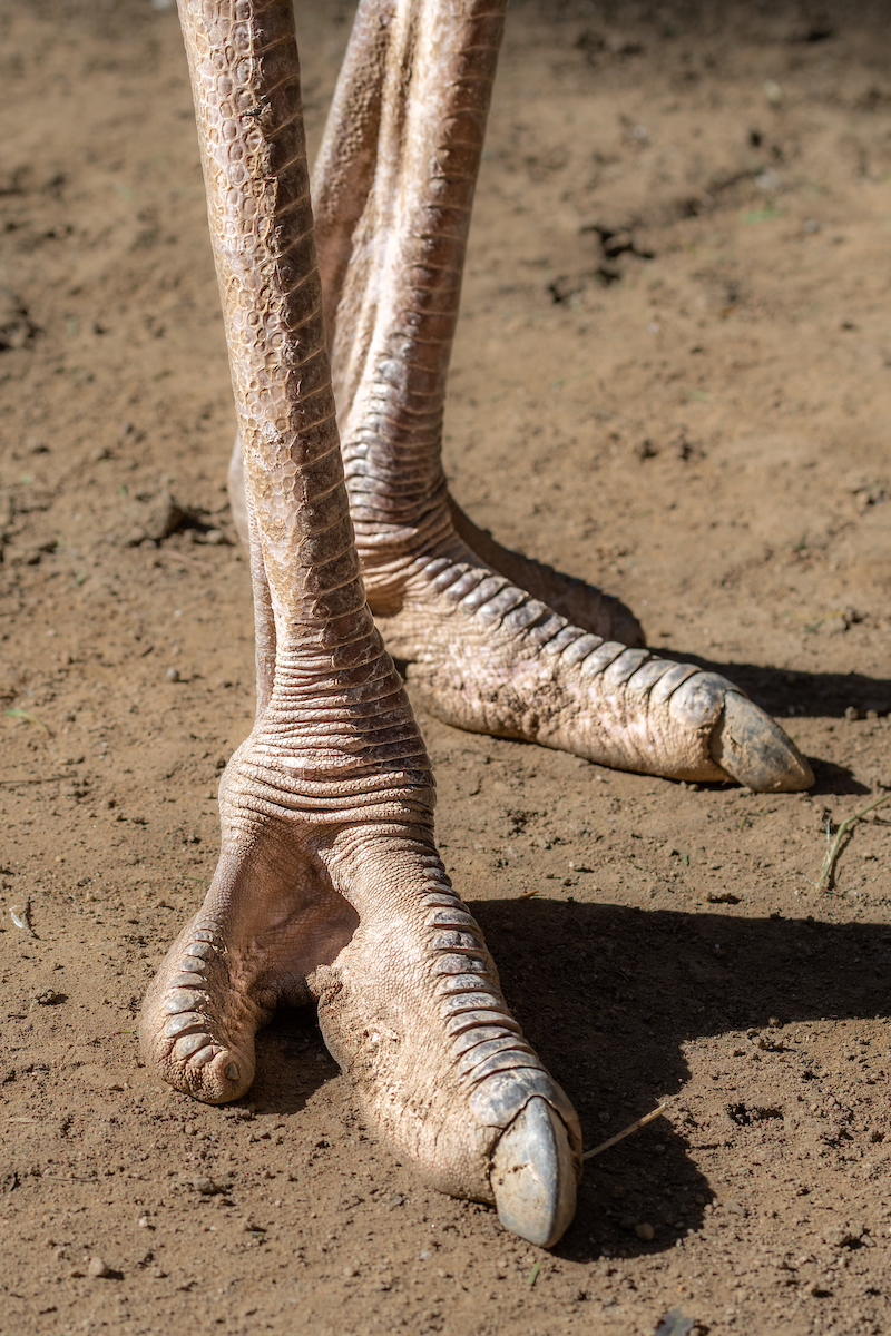 A closeup of the lower legs and claw-like feet of an ostrich.