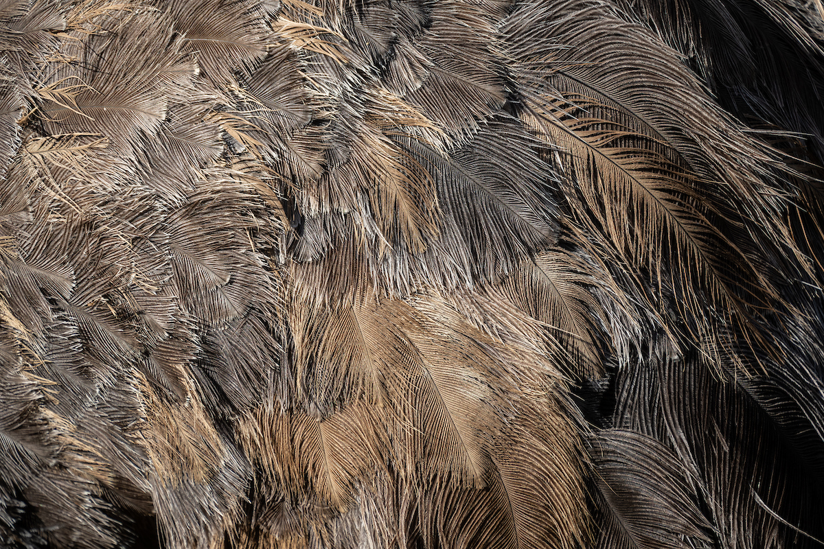 A close up on the brownish-gray body feathers of a female ostrich