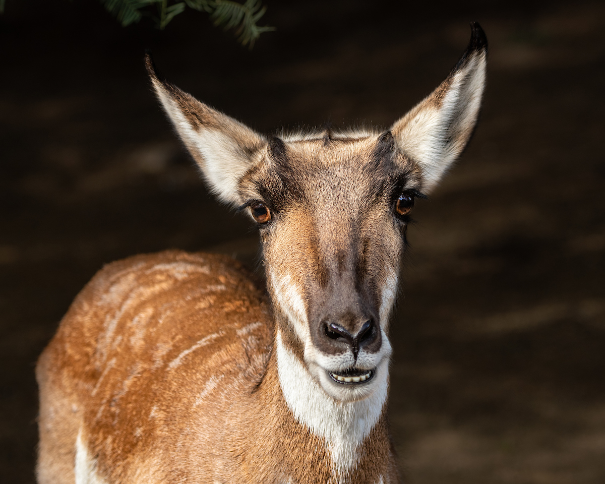Head and shoulders view of a female pronghorn antelope that appears to be smiling