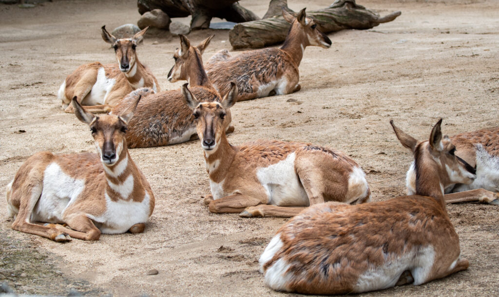 A female herd of Pronghorns rests in in their sandy habitat.