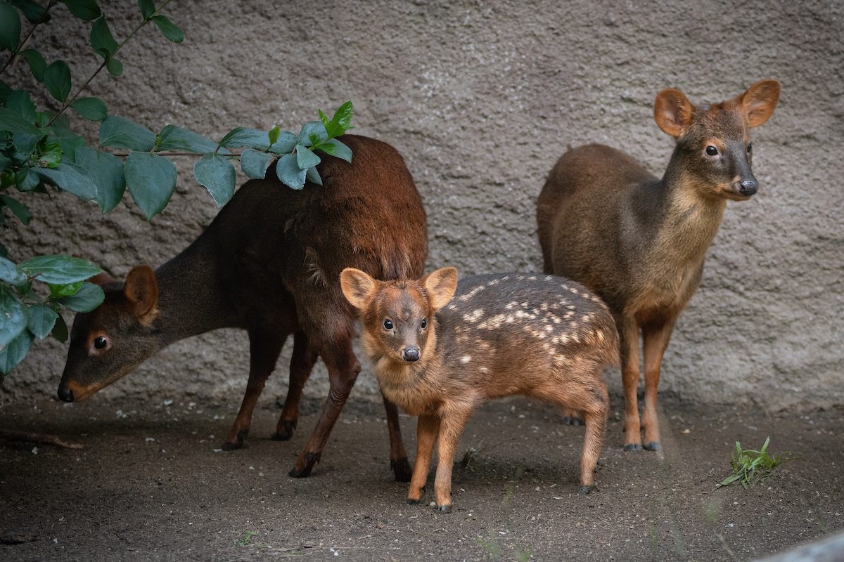 A young member of the deer family with a spotted coat stands with its parents