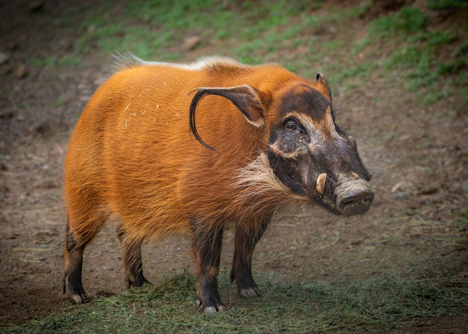 Red River Hog (a.k.a. Bush Pig) - Los Angeles Zoo and Botanical Gardens