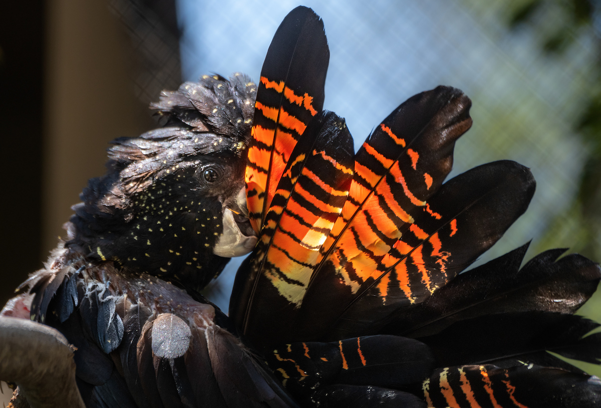 A close-up of a cockatoo  shows its red and black striped tail feathers