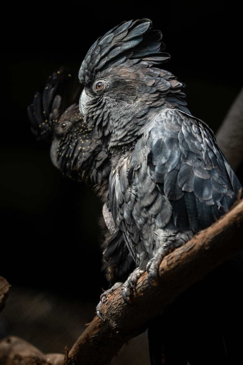 Two birds with black feathers and beaks are perched next to each other on a branch
