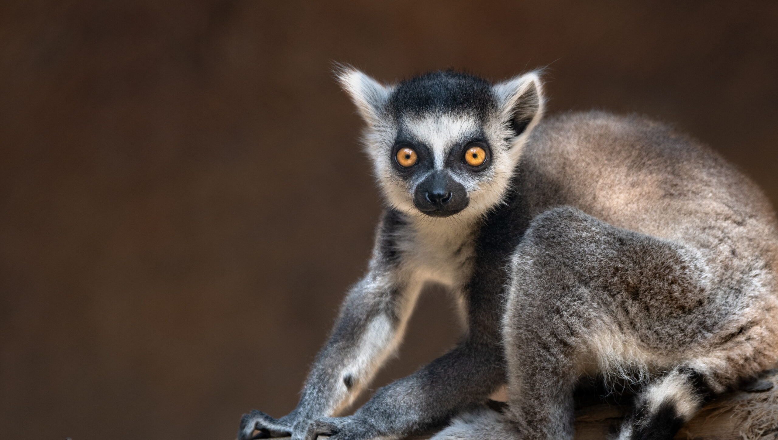 Ring-Tailed Lemur - Los Angeles Zoo and Botanical Gardens