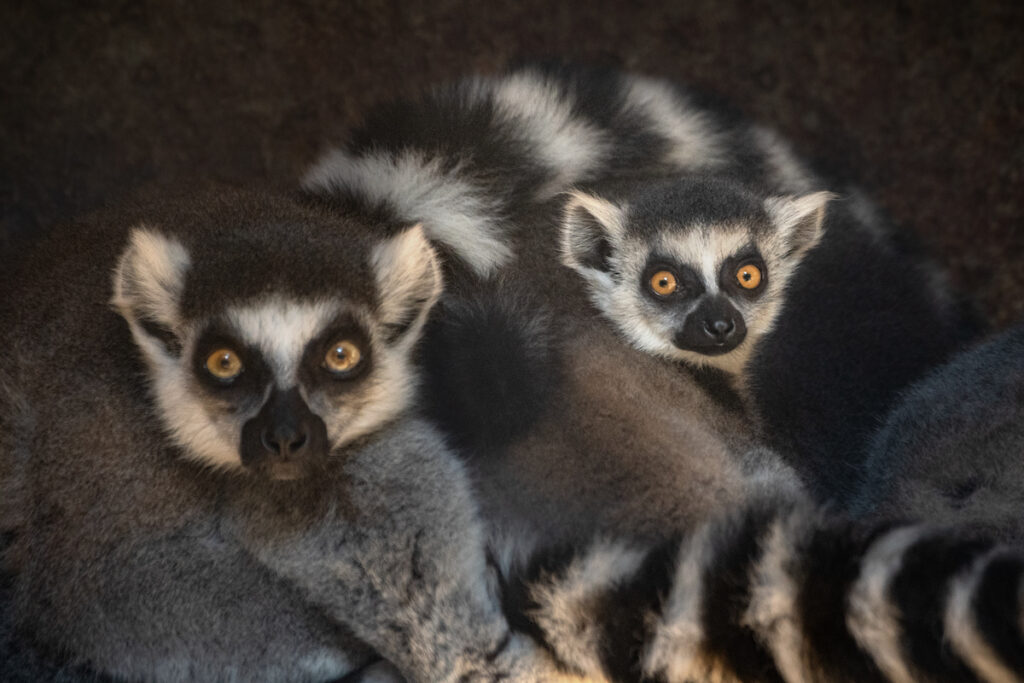 An adult ring-tailed lemur sits next to an infant