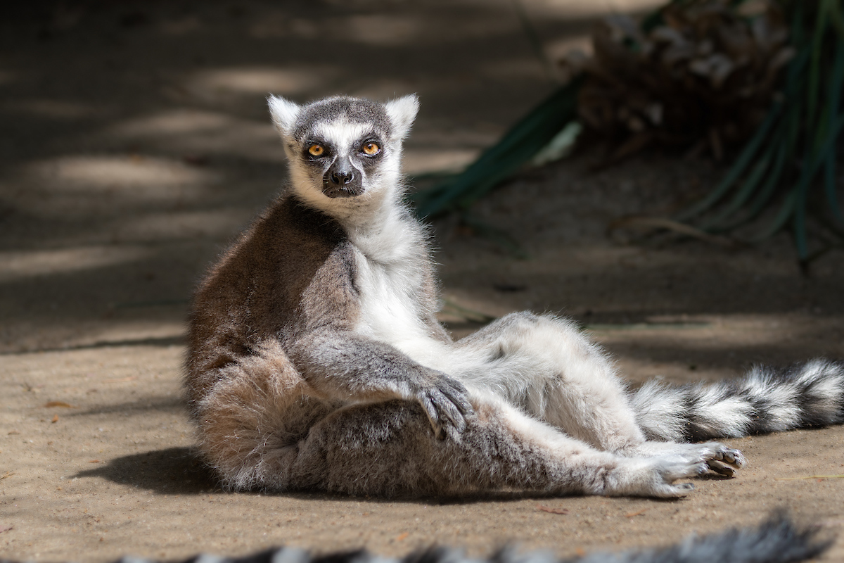 A ring-tailed lemur reclines on the dirt ground