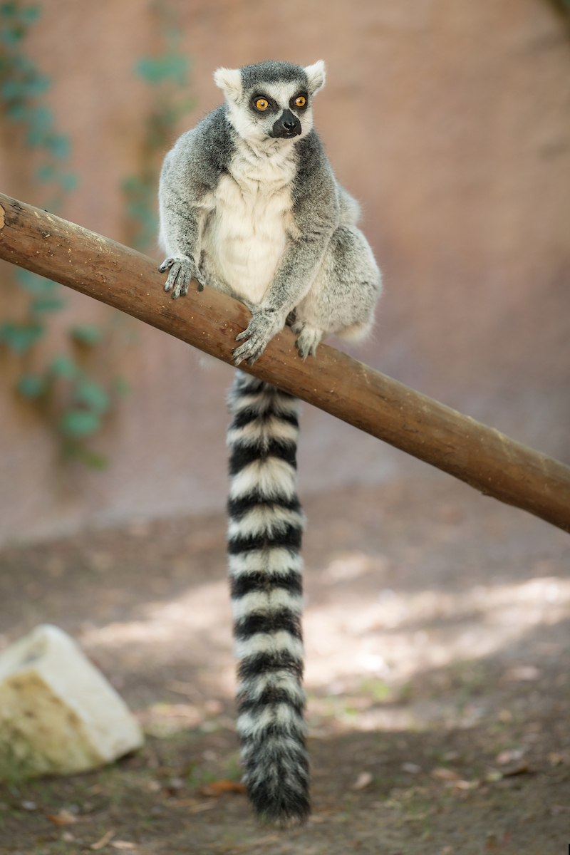 A ring-tailed lemur sits on a branch with its long striped tail dangling below