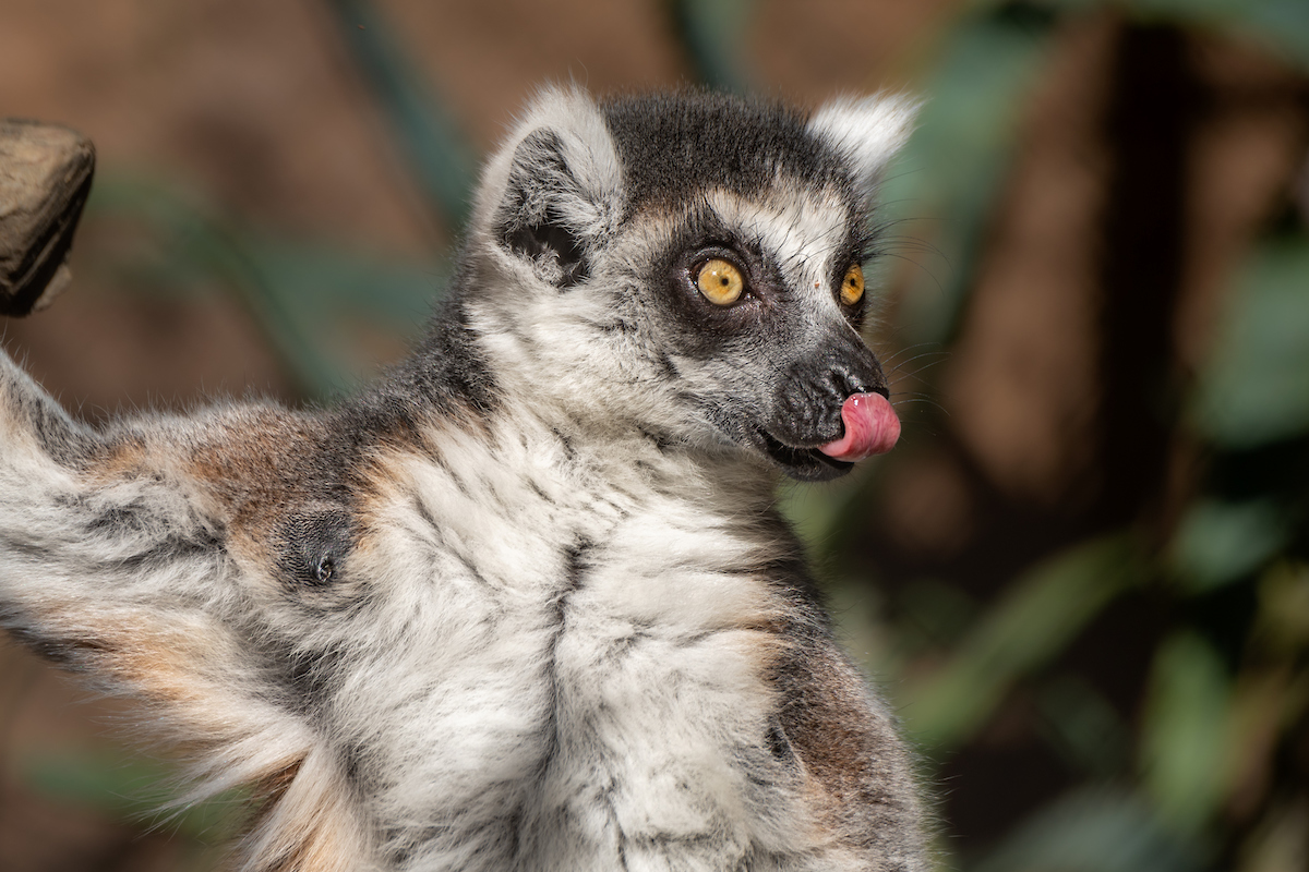 Close up of a ring-tailed lemur with its tongue out