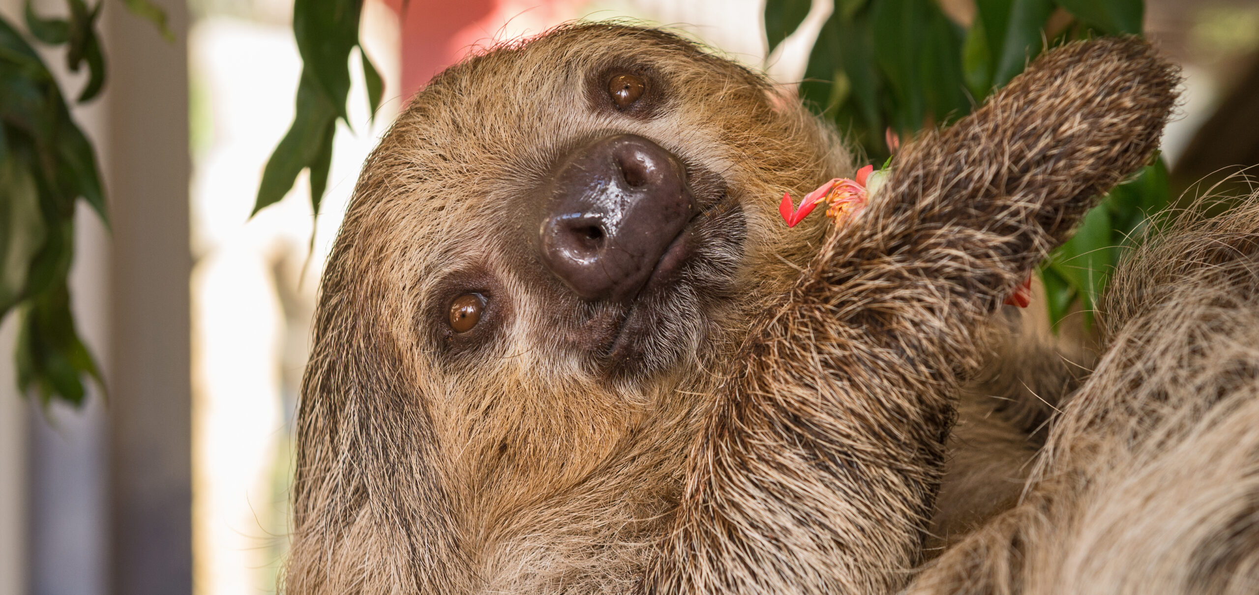 Close up of a sloth reclining and holding a flower