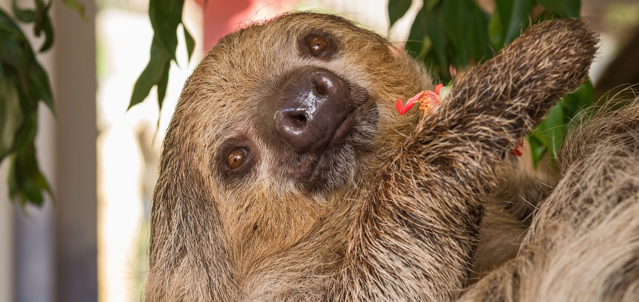 Linné’s Two-Toed Sloth - Los Angeles Zoo and Botanical Gardens