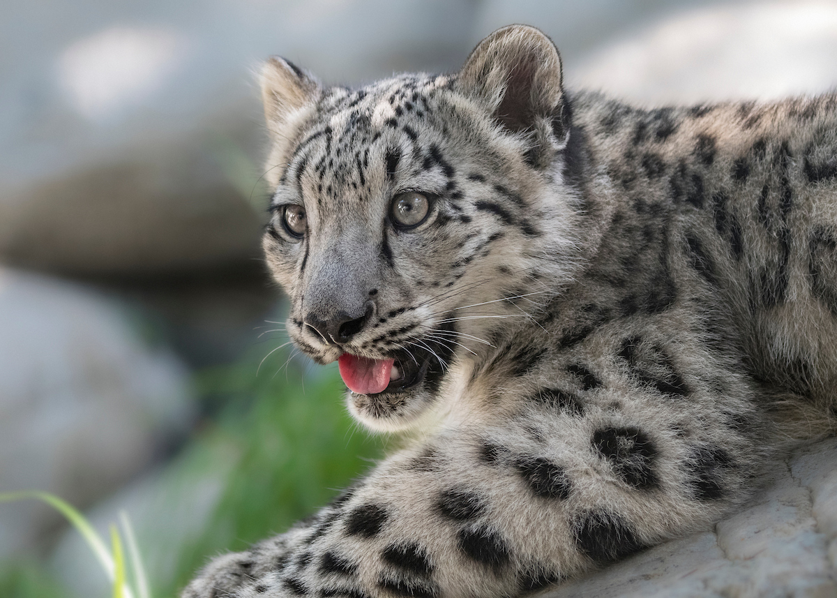 A young snow leopard at rest on a rock with blurred greenery and rocks in the background