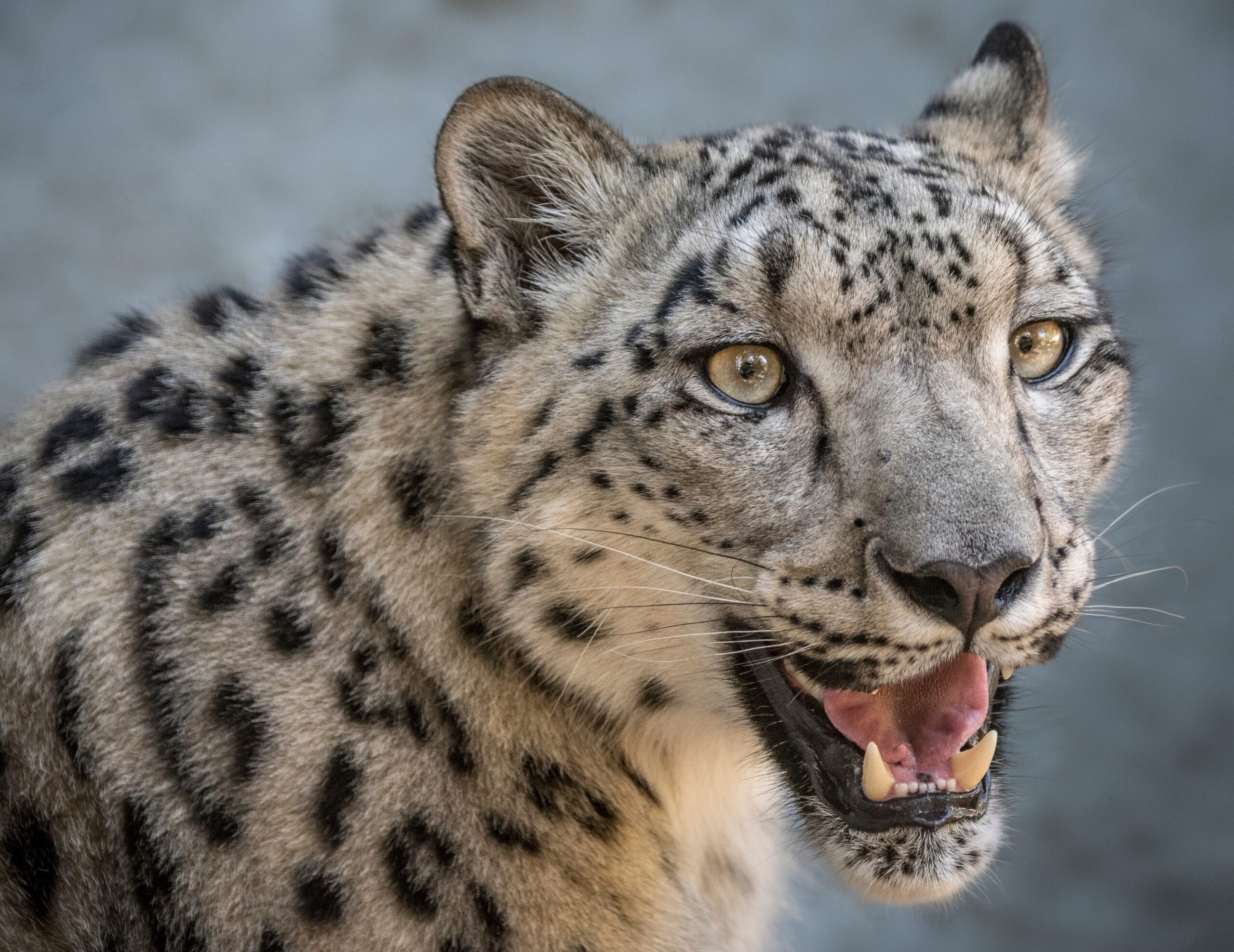Snow Leopard Eating Blue Sheep Snow Leopard Eating Blue Sheep