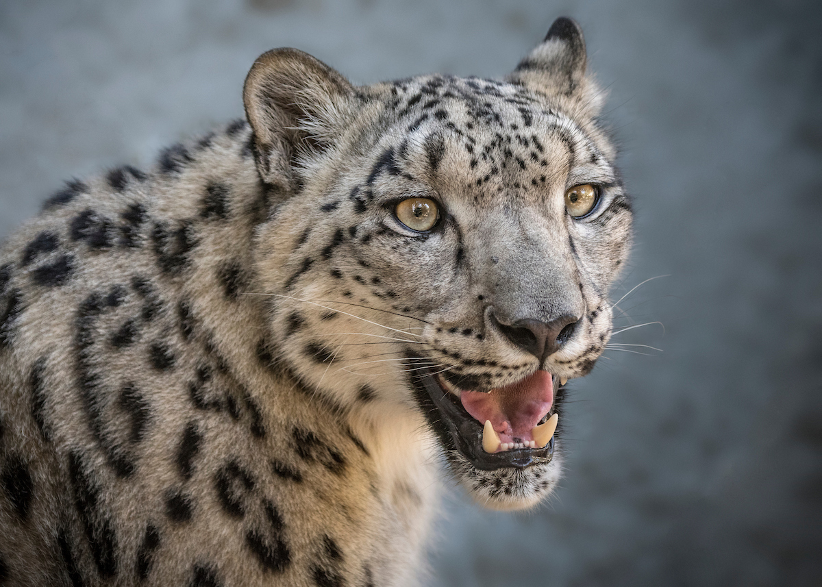 A female snow leopard with her mouth open revealing her lower teeth