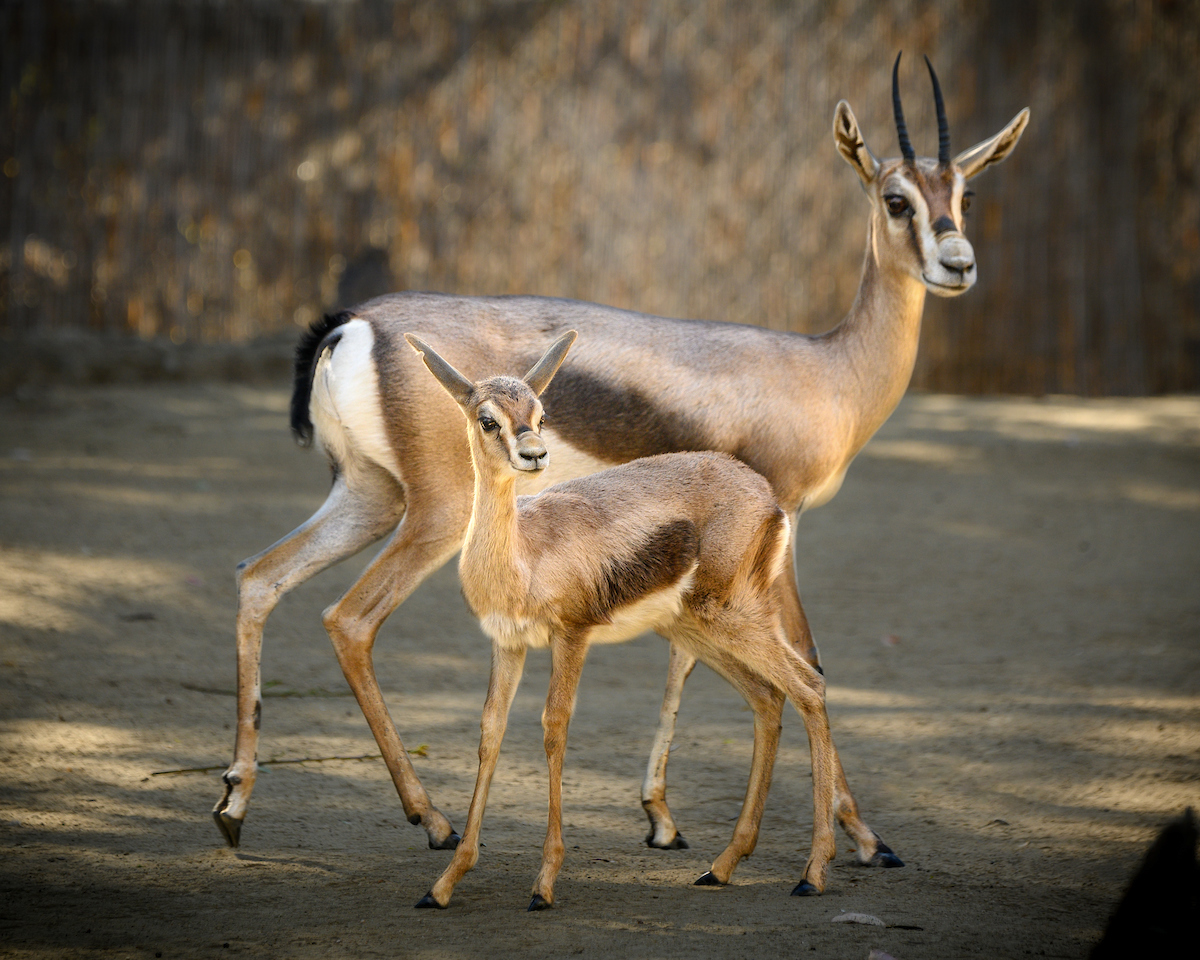 A female gazelle with thin upward horns and a bulbous nose stands with her young calf