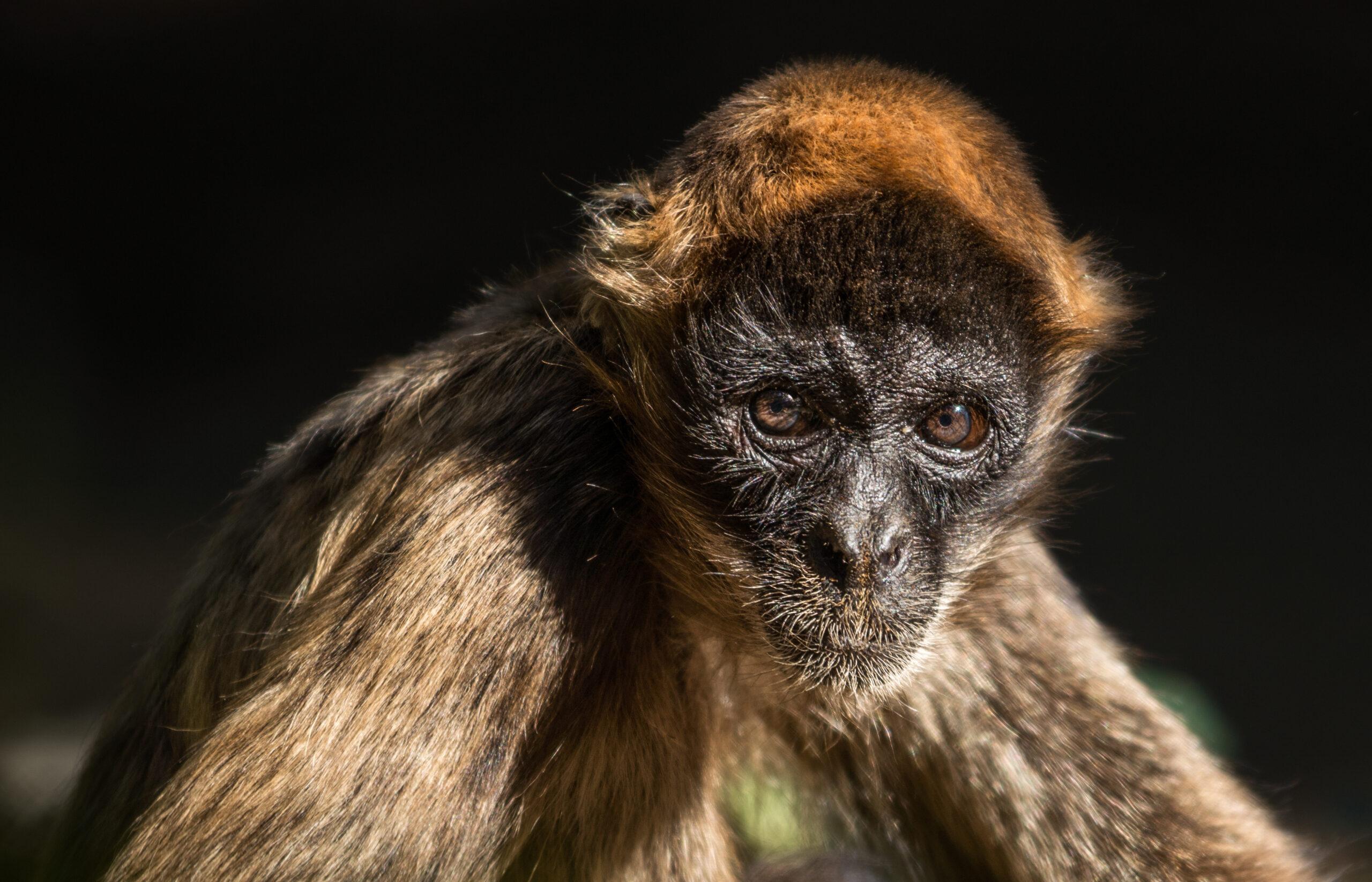 Black-Handed Spider Monkey Signed Fine Art Print, Pictures Of Spider  Monkeys