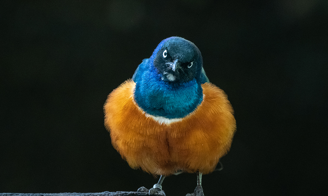 Small bird looking straight at camera. The bird has an orange breast, black head, and shimmering blue head and neck feathers.