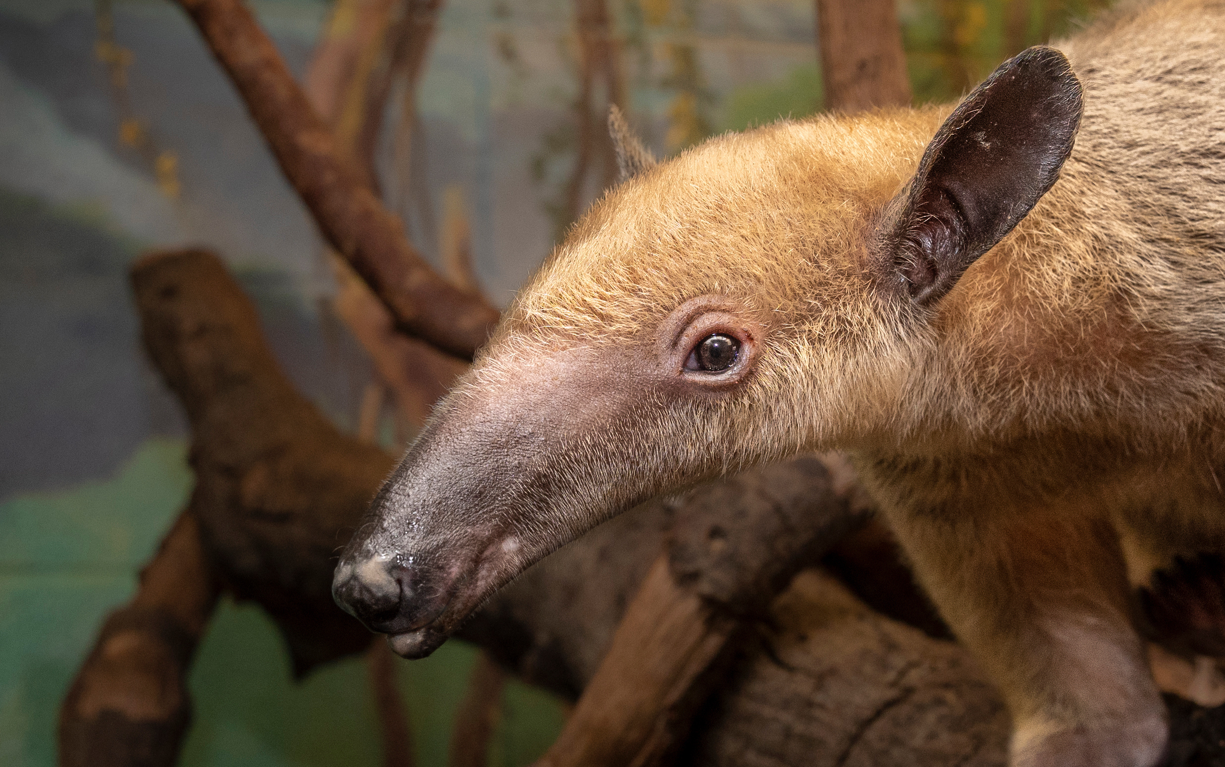 If a tamandua feels threatened while in a tree, it will hold onto